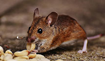 pest-prevention-and-exclusion-services Experts in Dante